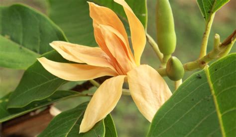 magnolia champaca uses.